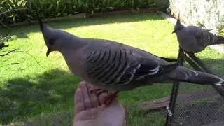Crested Pigeon feeds from my hand