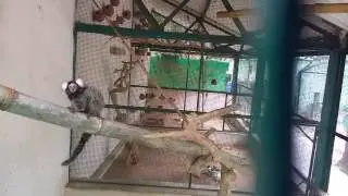 Bannerghetta National Park- Marmoset.