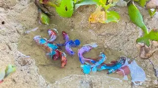 Unbelievable Many Betta Fish Like Galaxy Betta Fish Catch From Top Place