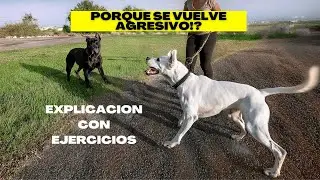Perro Agresivo! Aprende que genera la agresividad en un perro ( porque se vuelve agresivo un perro)