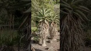🌾⁴☆&bull;&sup3; Mountain Aloe, Flat-Flowered Aloe (Aloe marlothii) in Asphodel, Aloe, Haworthia Family