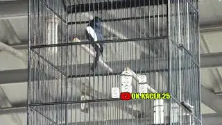 kacer gacor NGEPLONG tarung ini paling ampuh buat PANCINGAN KACER agar EMOSI 03