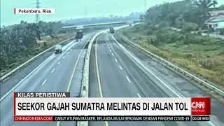 Seekor Gajah Sumatra Melintas di Jalan Tol | REDAKSI MALAM (16/02/22)