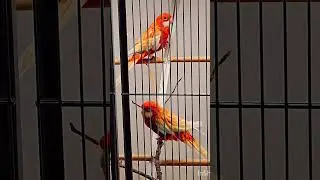 Want them #flyingfree ?#freethebirds #amazonparrot .#millionviews can let me buy n free them