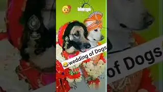 aj meri yar ki sadi hai#trending #viral #dog #shadi #vivah #khushi #dogbarking #barat