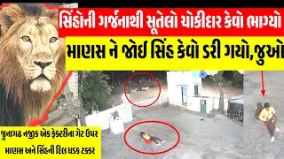 સિંહ અને માણસ સામસામે આવતા માણસ તો ઠીક સાવજ કેમ ભાગ્યો? સૂતેલો ચોકીદાર સિંહની ત્રાડથી ઝબકી ગયો