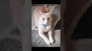 look at me #ashley #cutecat  #cat #kitty #cats #animals #pets
