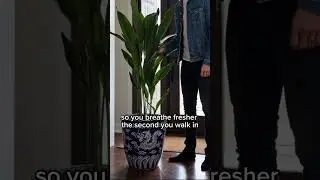 A healthy home starts at the door 🪴 These entryway plants help you breathe better