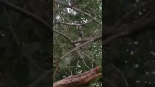 Neotibicen Pruinosus male singing