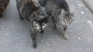 Pregnant cats want food