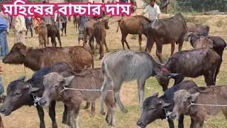 আজ ১৭/১/২৬ | সবচেয়ে ছোট ছোট মহিষের বাচ্চার দাম জানুন | কাহারোল হাট 