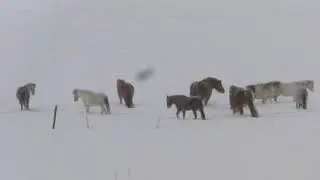 Caspian horses & Norwegian Dole