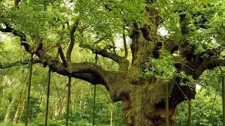 Top 5 facts about 550 years old tree angel oak