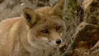 The Sly Fox and The Wise Crow  A Forest  2024 03 01