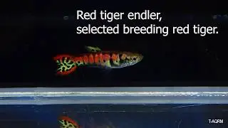 Red tiger endler (selected breeding red tiger) ปลาหางนกยูงป่า เอนเลอร์