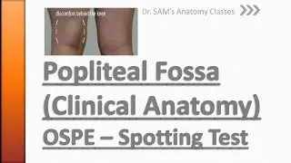 OSPE | Clinical Anatomy | Popliteal Fossa | Knee Joint | Anatomy Quiz | Spotting test | Dr. SAM