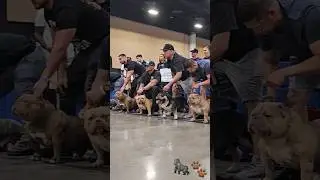 American Bully Extreme stack off ABKC dog show