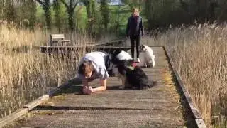 Begeleidend werken met assistentie van dieren