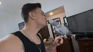 SIRI (papagalul meu) REVINE PE VLOGURI