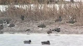 American Golden Plover, Titchwell RSPB, Norfolk, 9/11/25
