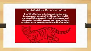 Controversial Cats: A Guide to Responsible Pet Ownership