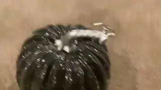 Shiny pumpkin