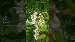 Black Locust are blooming!