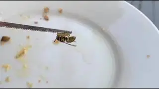 Wasp flies looping (clickbait)