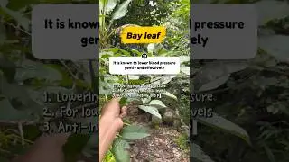 The Indonesian Secret: 🌿 Daun Salam lowers blood pressure & uric acid! #herbalism #gardening