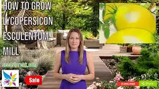 How to Grow Lycopersicon esculentum Mill #SC054 #seedshongkong