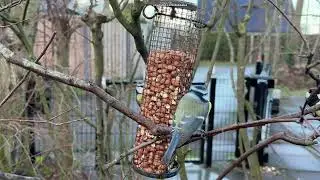 Birdwatching in the backyard in 4K (Zoomed in)