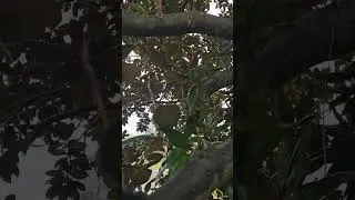 A DOSE OF LOVE  ❤️FROM THE 🌳 TREES 🌳