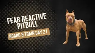 Reactive Pitbull Board & Train - Day 21