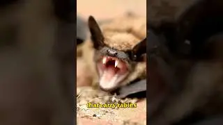 This is why you should NEVER remove wildlife from your home without calling a professional first&hellip;