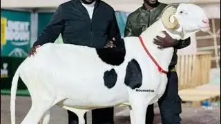 CEB 2025 BERGERIE BAYE CHEIKH 77  528 10 24