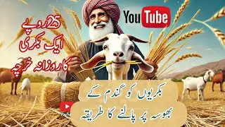 Bakriyon ko bhosa tori dana par palna||Bakriyon ki khorak||Rajan Puri Bakri Farming