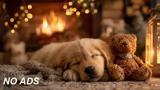 12 часов успокаивающей музыки для собак, чтобы помочь им заснуть 🐶🎵 Успокаивающая музыка для собак 💖
