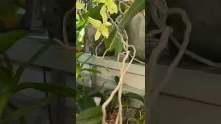 Метровые корни орхидеи #orchid