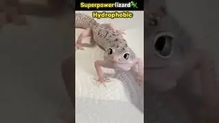 Superpower Lizard🦎 #trending #shorts #Fact maza #youtubeshorts