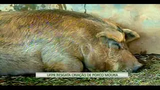 UFPR resgata criação de porco moura