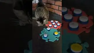 Cat and Dog Both Use Household Communication Buttons