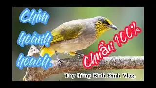 Tiếng chim hoành hoạch gọi bầy. Hay còn gọi là chim quành  quạch đá , tiếng chuẩn 100% gọi bầy.