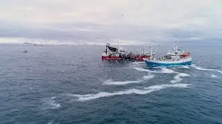 Fishing boats catching Atlantic herring, with Killer whales swimming around the boats