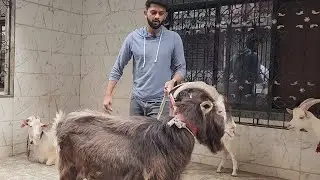 Extreme Quality Exotic Goats Togenburg Sanean Angoora At Al Quresh Goats Jogeshwari Mumbai.