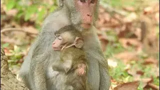 Jana Monkey Same life but different living