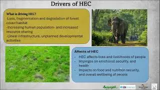Elephants of Assam VI(Human Elephant Conflict and Coexistence)