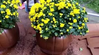 DIY Jack O Lantern Planter