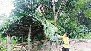 how to thatch palm leaves to build a stable for ten pigs on the farm