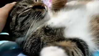 a cute Chinese Li Hua cat狸花猫