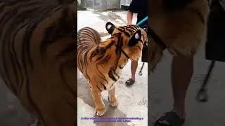 Tiger Training: Safe Grooming of a Tiger